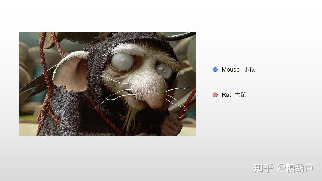 鼠英文课堂如何区别mouse和rat