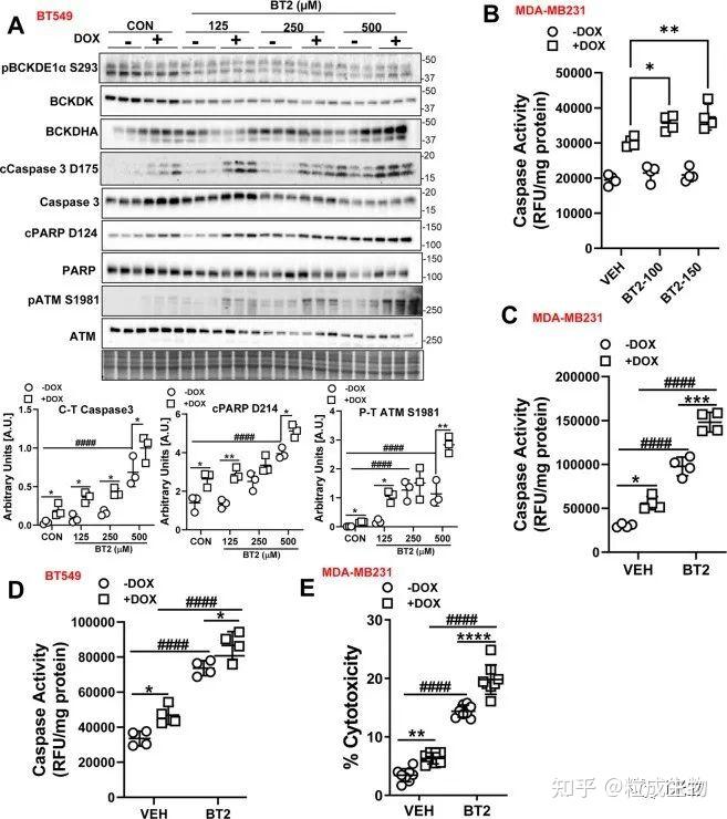 看懂此文7分cdd随意发乳腺癌阿霉素关键基因影响线粒体增敏机制