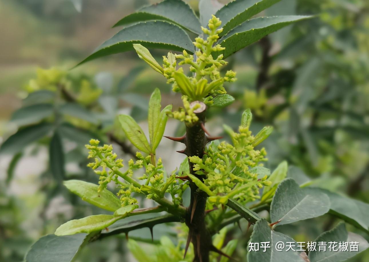 【花椒种植技术】3,4月保住花才能结好果,花椒保花正当时