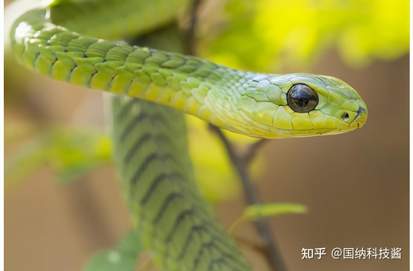 非洲樹蛇(boomslang)