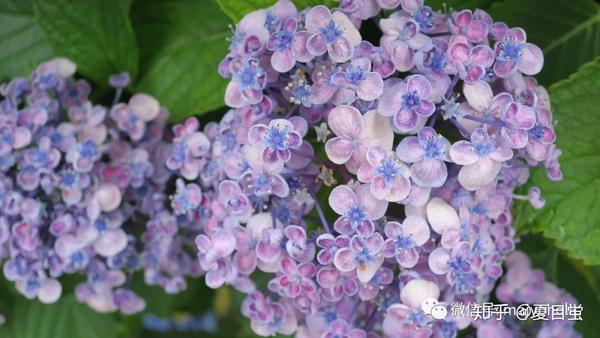 花見 六月的花开花谢 水無月の花見 知乎