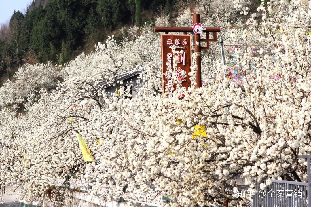 广元市朝天区樱花谷图片