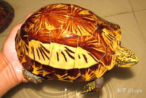 按价格排序常见观赏龟类推荐（半水龟篇） - 知乎