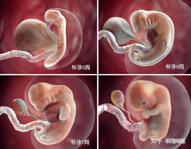 胎儿40周变身记从05厘米受精卵到50厘米宝宝过程很神奇