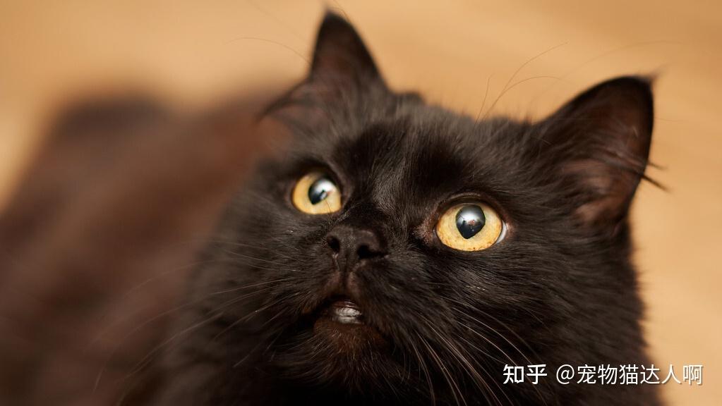 过来人告诉你,养猫就养“黑猫”,简直不要太香! - 知乎
