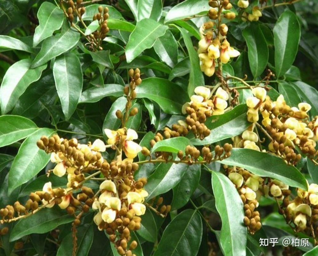 一叶菩提相思红豆节选第五