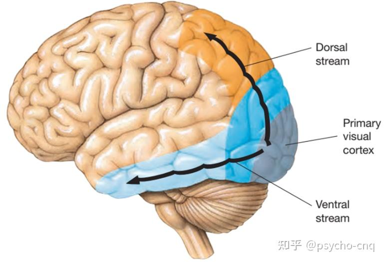 感知觉之视觉 - 知乎