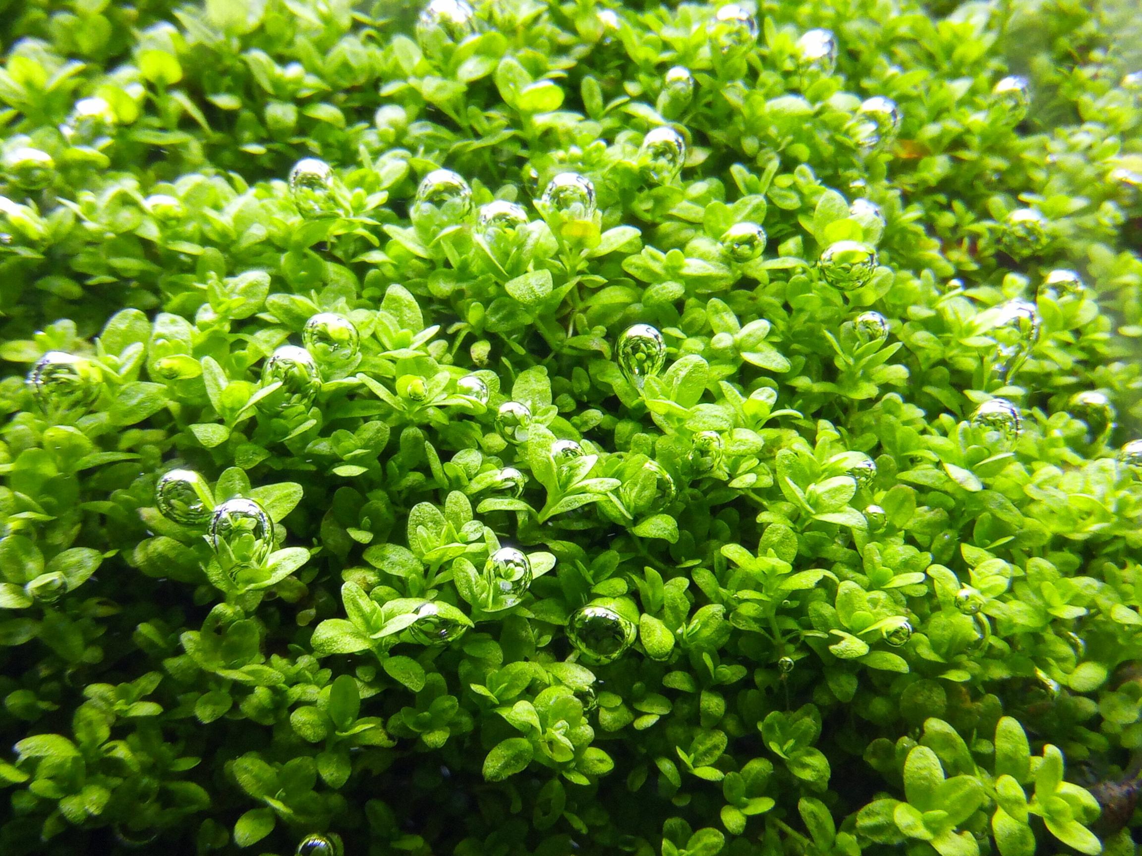 爬地矮珍珠的选种