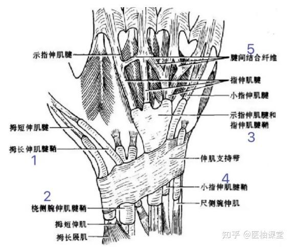 正常的手背肌腱图图片