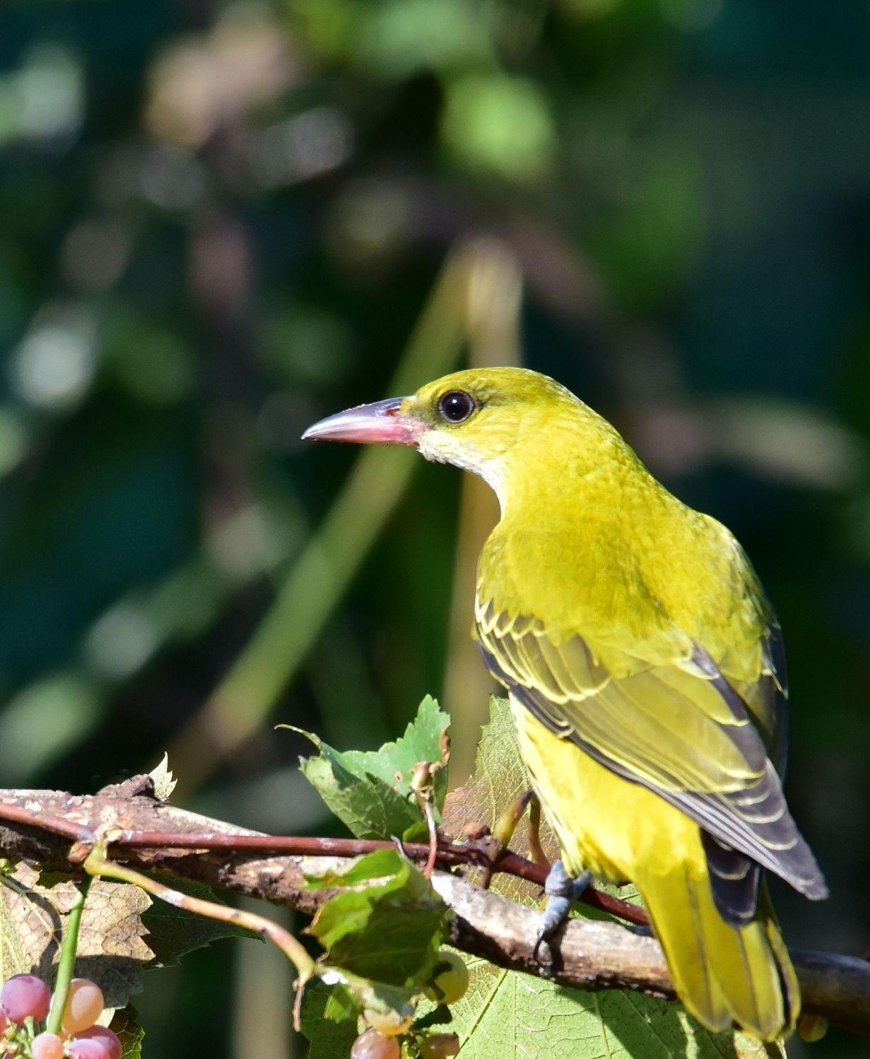 漂亮的金黄鹂 - 知乎