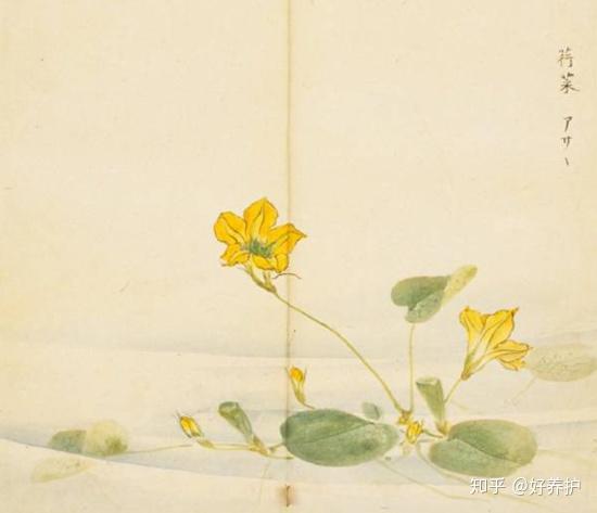 《诗经》中那些美到心颤的植物 - 知乎