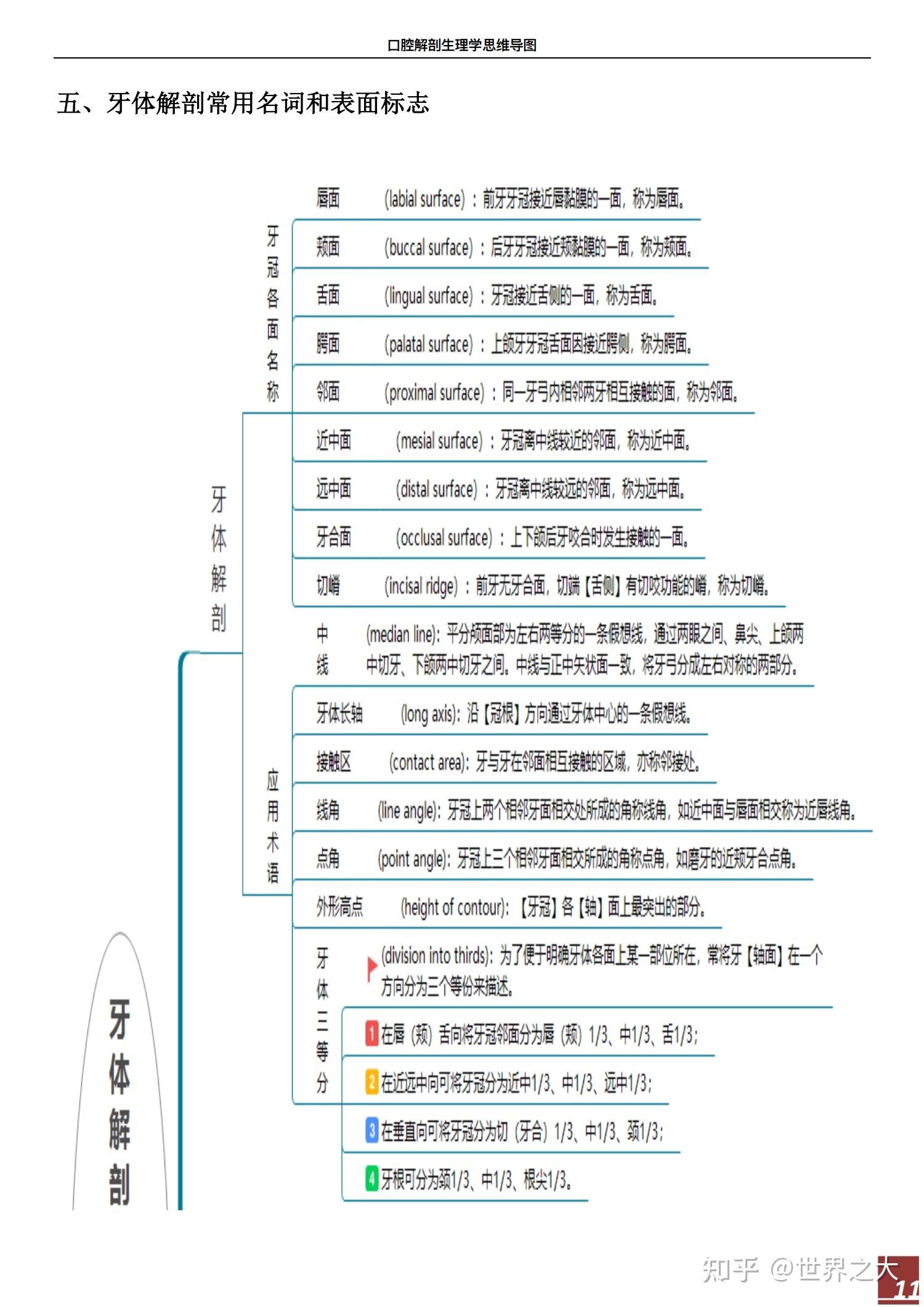《口腔解剖生理学》思维导图 - 知乎