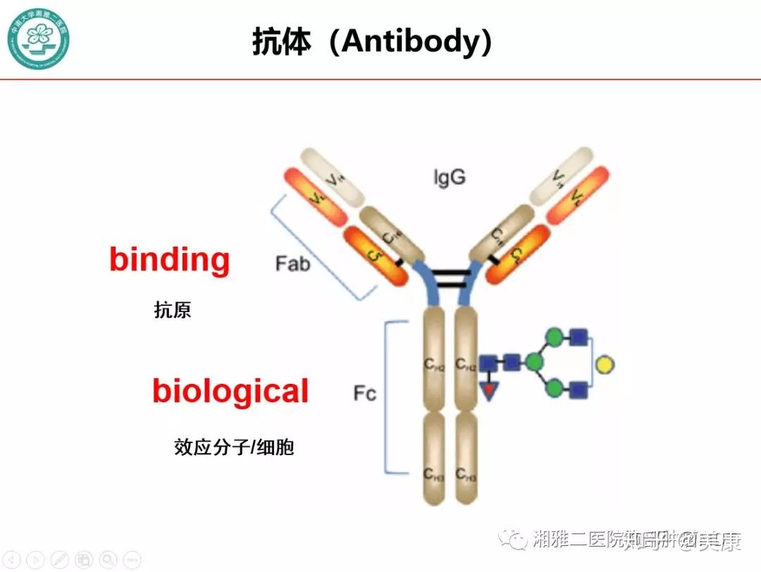 负责结合抗原上半部分是fab段抗体就是下图中"y"字结构的东东抗体是啥