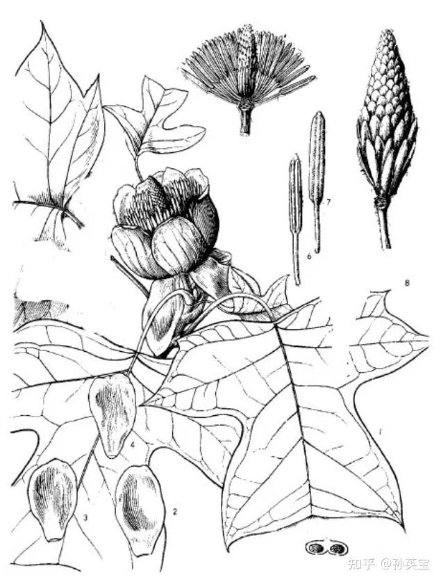 ( 鹅掌楸属liriodendron l1,  鹅掌楸亚科subfam