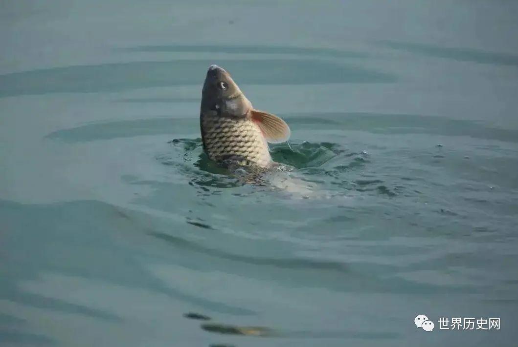 鲤鱼跃龙门:淡水鱼在海中无法存活,那被黄河冲入海中的鱼去哪儿了?