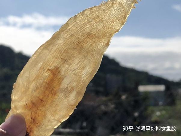 大口胶到底是何方神圣?凭什么被称为花胶中的“性价比之王”? - 知乎