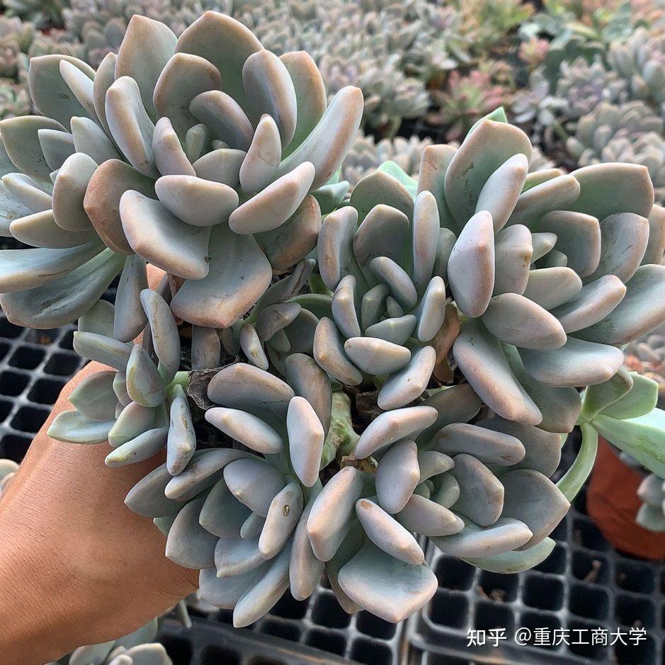 #值得推荐的40种多肉 10.冬美人 皮实耐操的多肉的杰出代表,有人说多肉好养,十有八九是ta养过冬美人,因为冬美人一年四季零维护纯露养,从来 ...