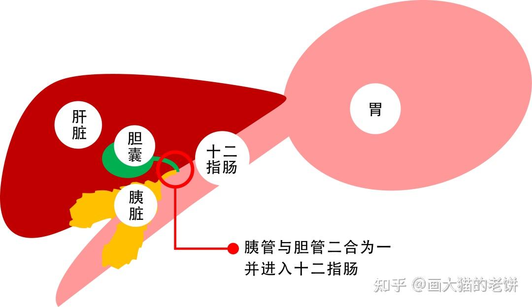 猫咪的三腺炎不常听到却很常发生看到这个结局我忍不住了