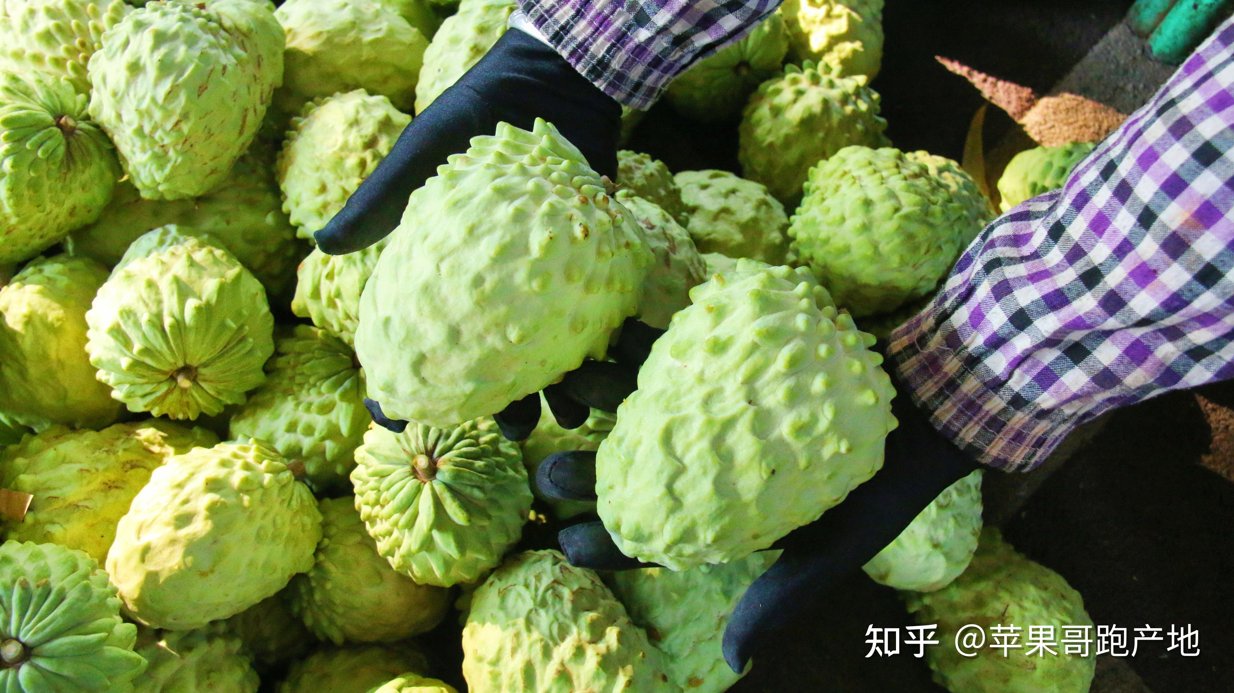 释迦果真甜 - 知乎