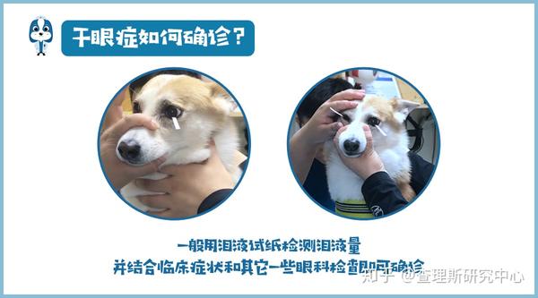 犬猫干眼症 毛孩子哭不出的痛 知乎