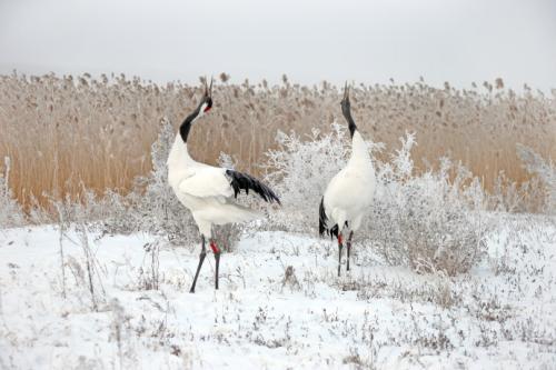 鹤唳猜成语_看图猜成语(3)