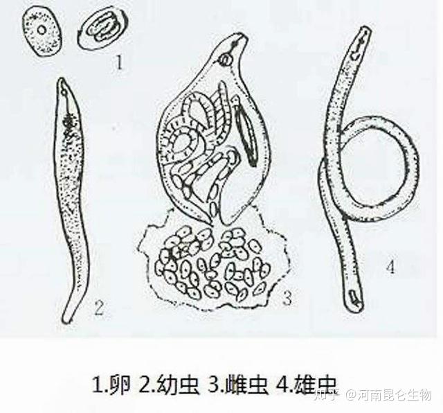 肾膨结线虫图片图片