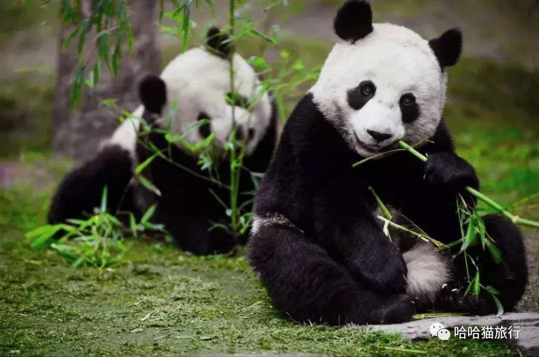 大熊猫兴兴靓靓我们旅居马来西亚的那些年