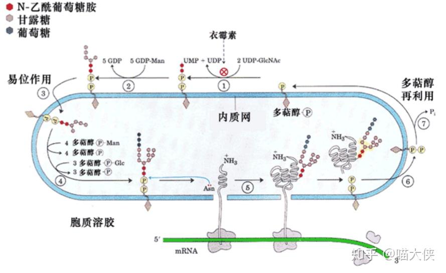 膜蛋白