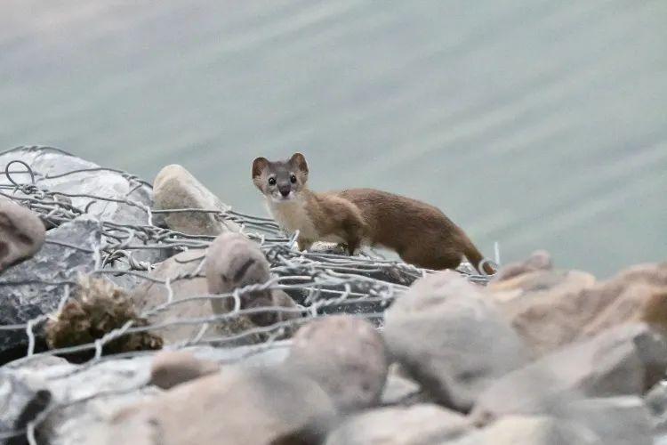 六盘山豹来我地盘还说我胖你礼貌吗