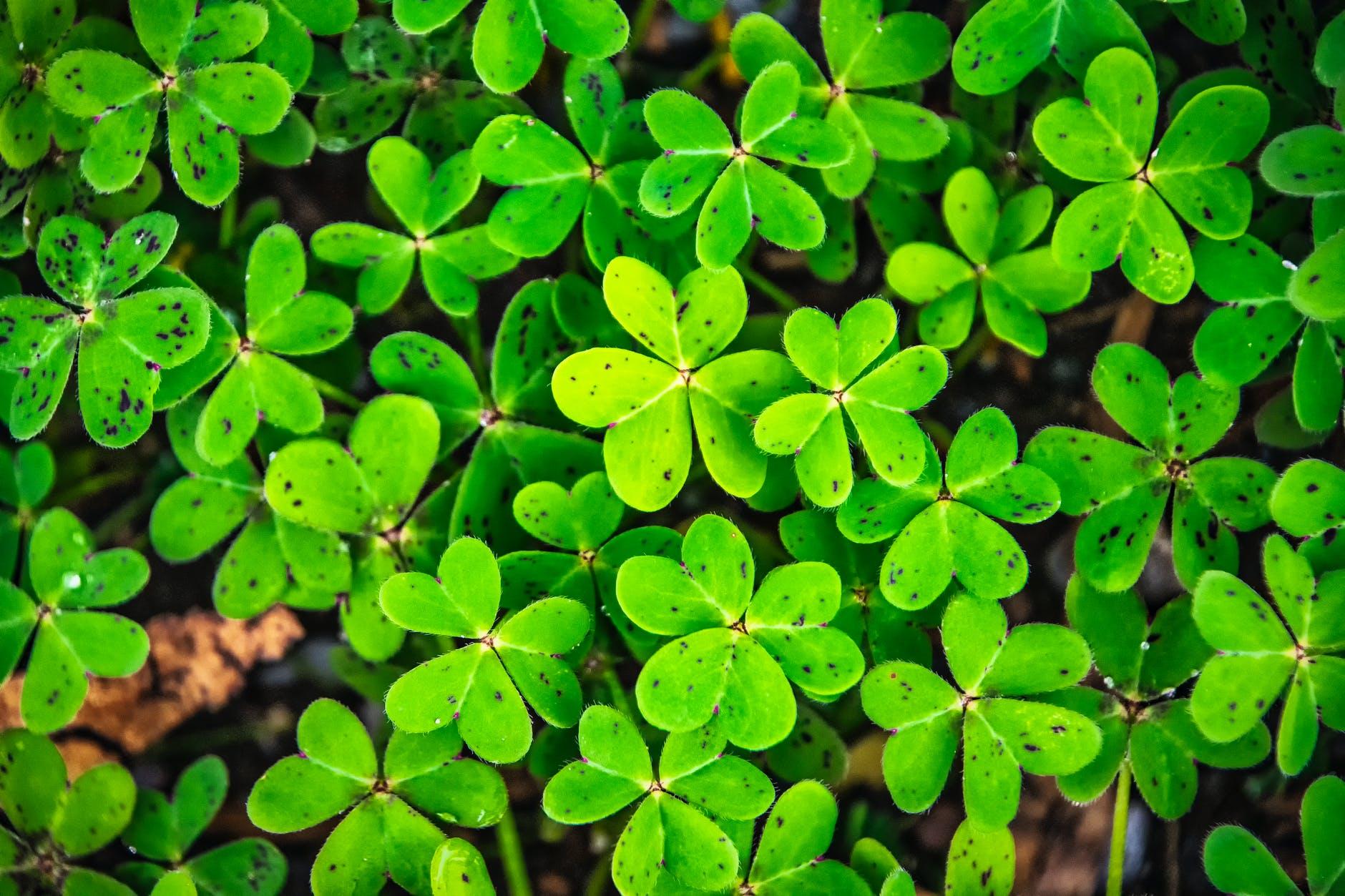 图集:分享一组好看的三叶草桌面壁纸,欢迎收藏!