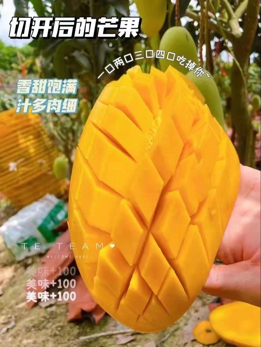 价格大跌199元一大箱包邮肉厚多汁的海南金煌芒嫩滑无筋简直太爽了