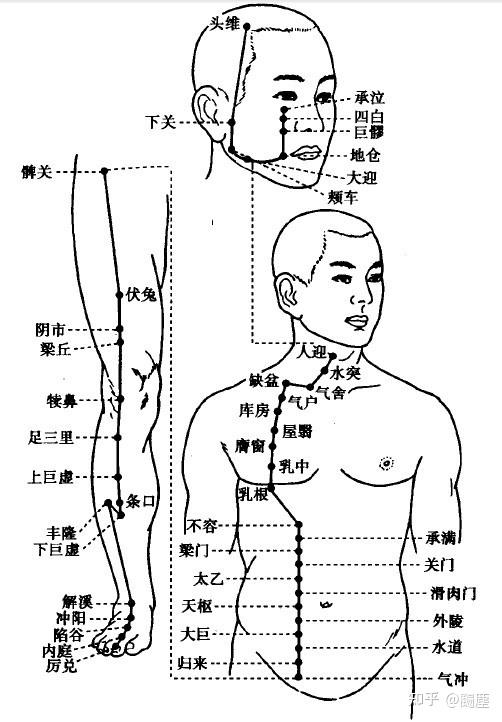 足阳明脉的位置图图片