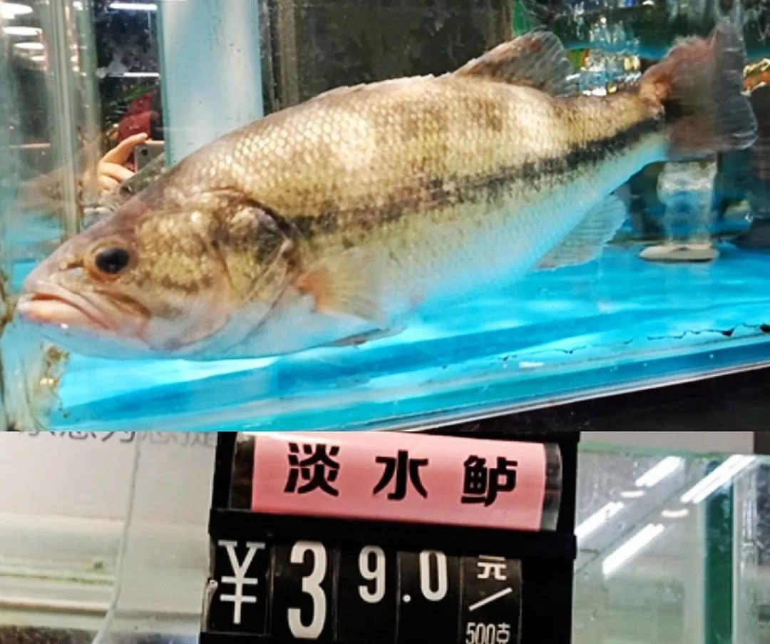 不是鱼露是鲈鱼哦浅说集合啦动物森友会游戏中的鲈鱼作者暮晖熠熠