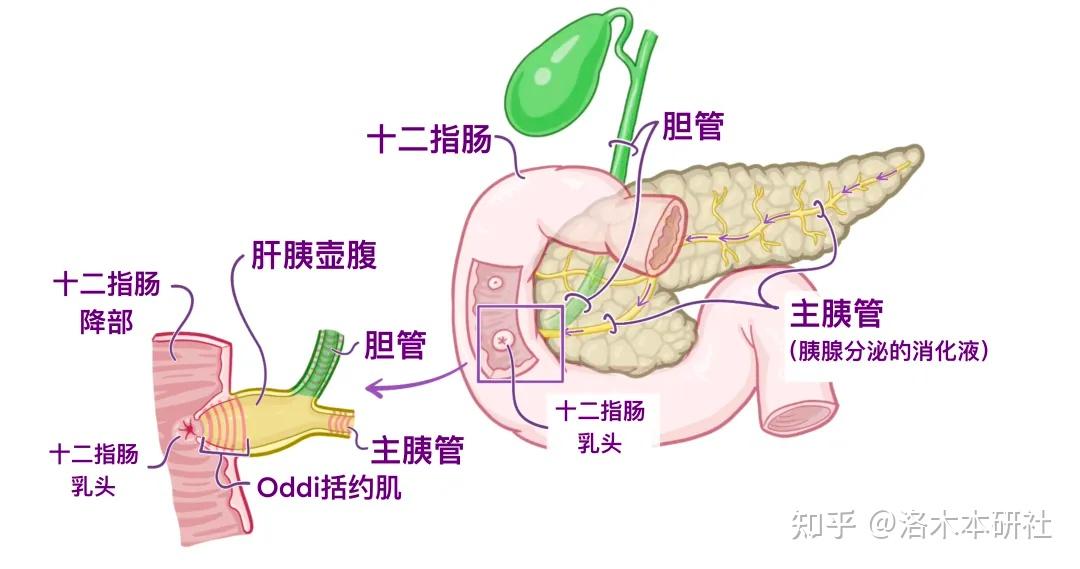 小孩被解剖肚子图片