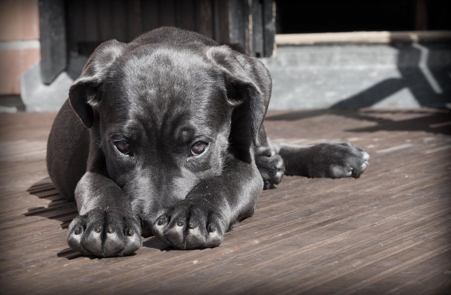 所有纯种犬都是近亲繁殖来的 知乎