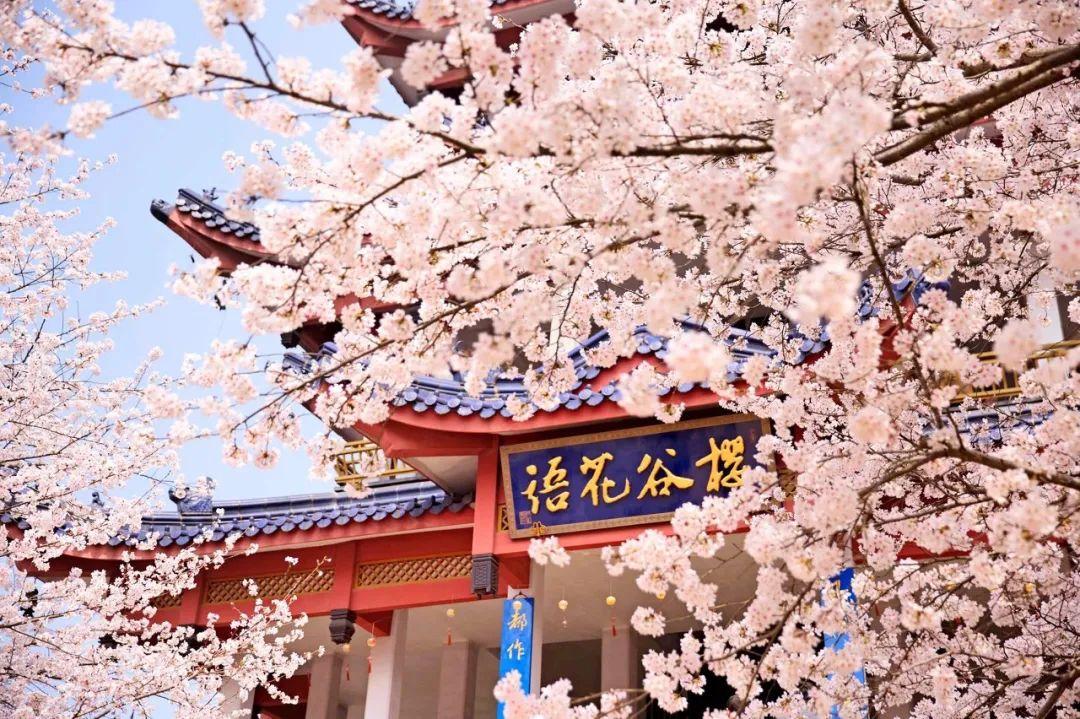 比武汉小众,比日本唯美,国内"最美樱花"藏在这里! - 知乎