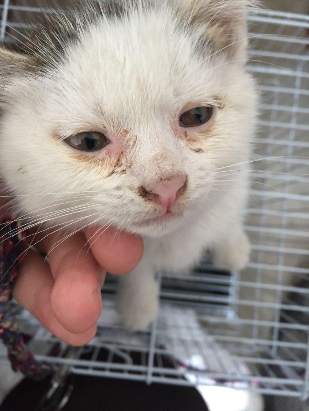 二个月小猫眼睛泪痕重