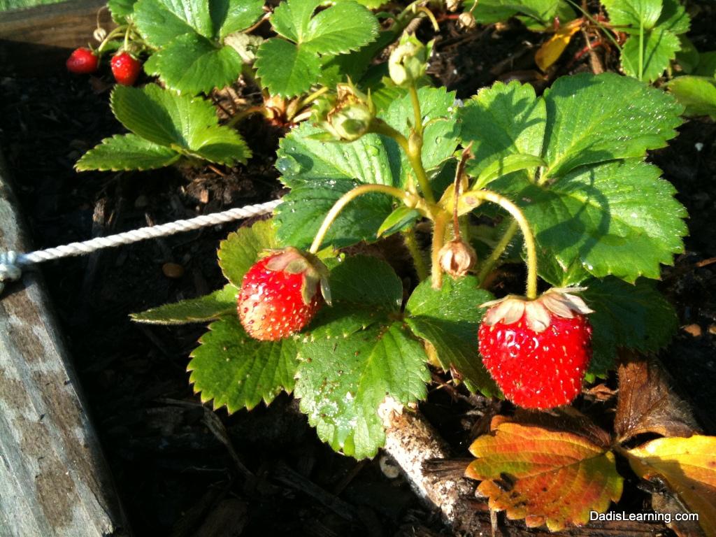 草莓花图片素材-编号16667568-图行天下