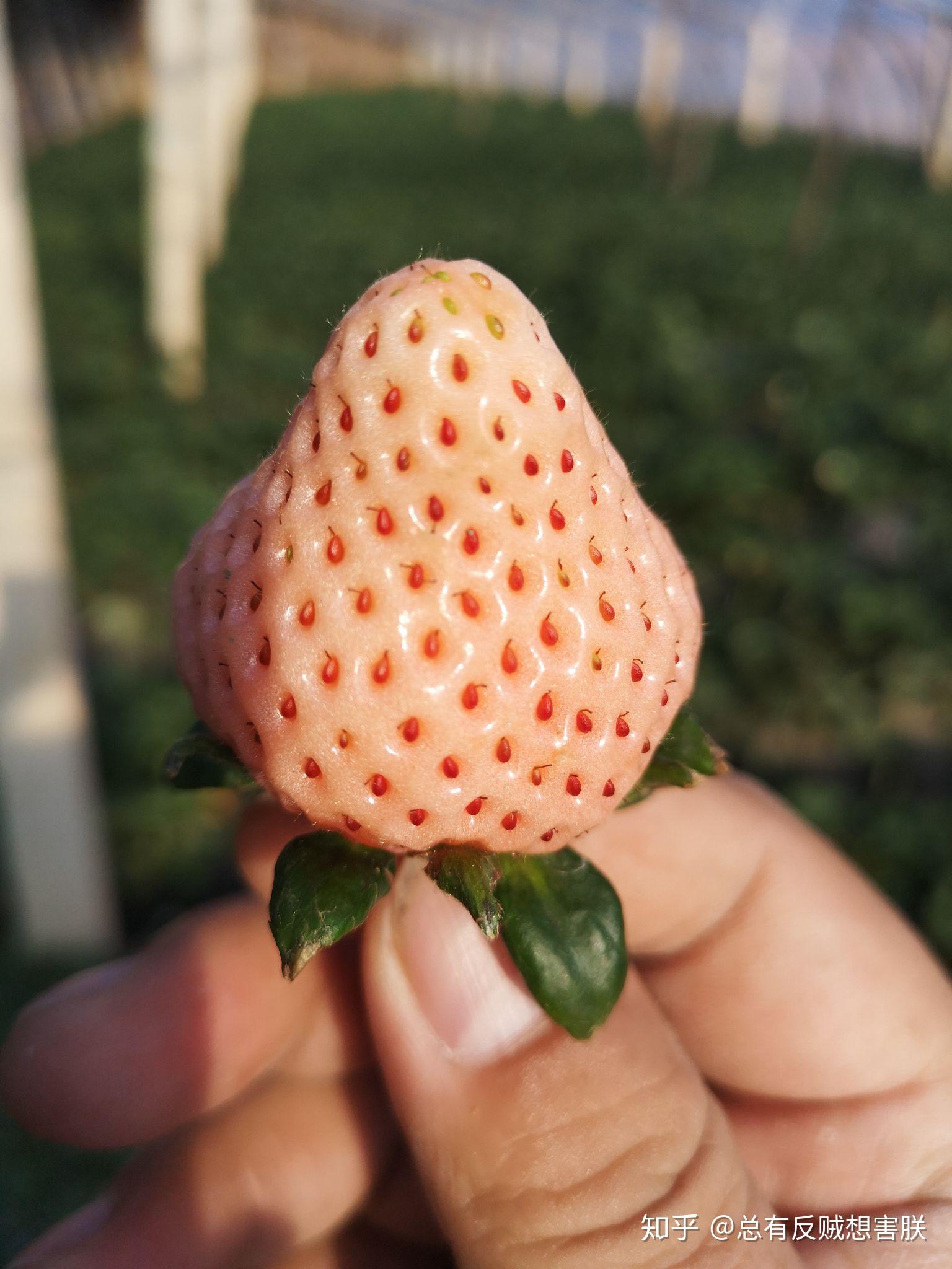 到底能不能让孩子吃草莓？我们拿京东自营的草莓做了检测，有发现 - 知乎