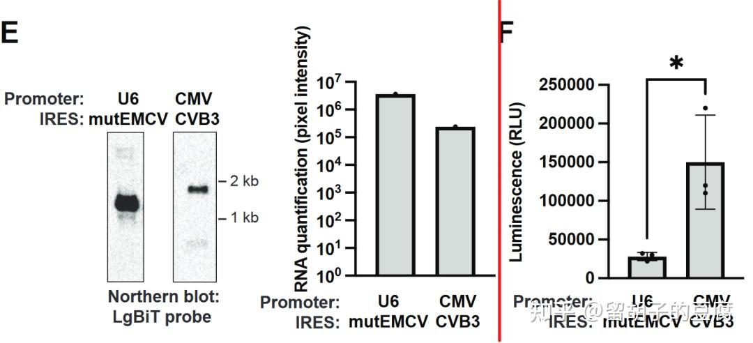 VLP递送Tornado系统表达的circRNA,实现更长久的蛋白表达 - 知乎