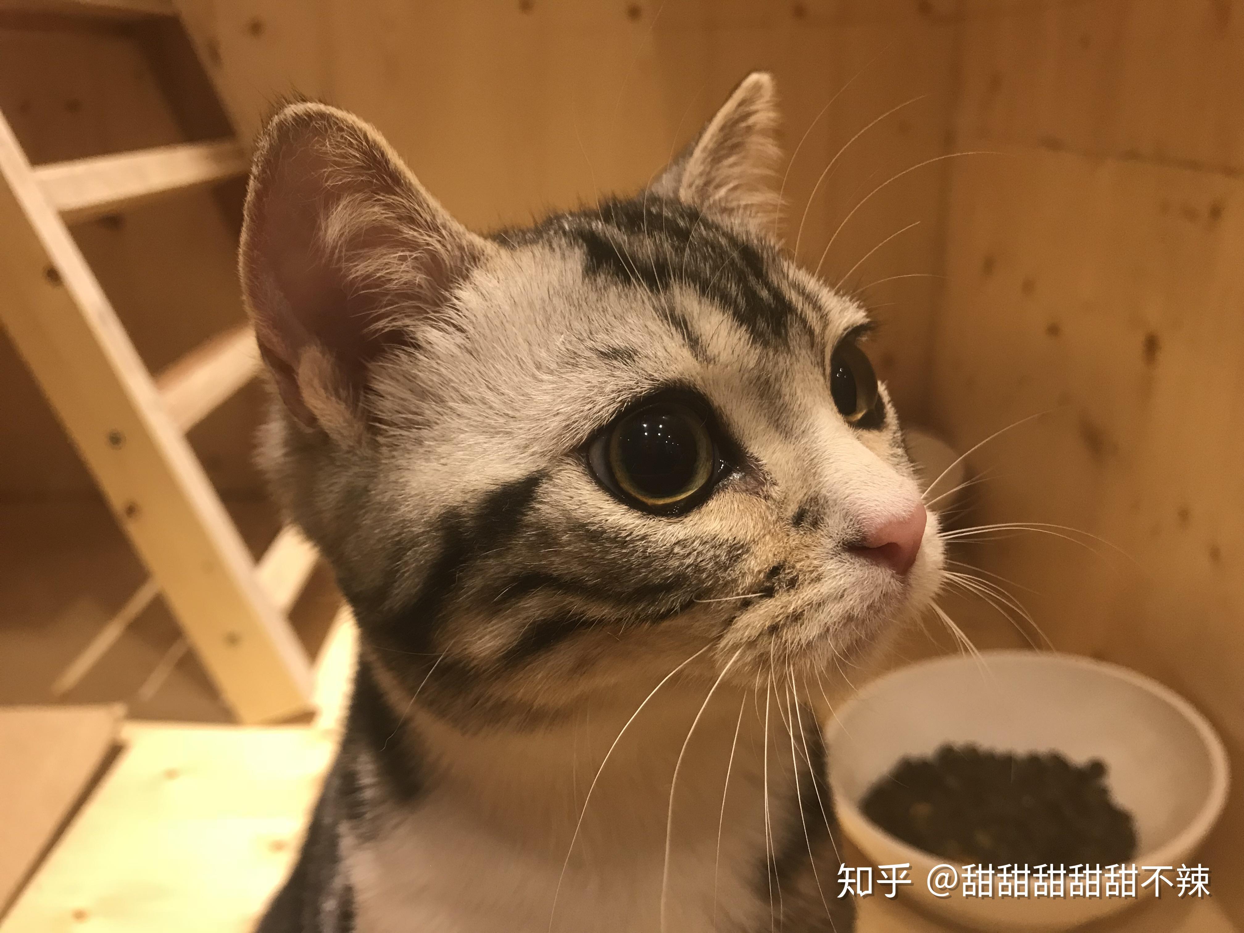 猫会哭吗?