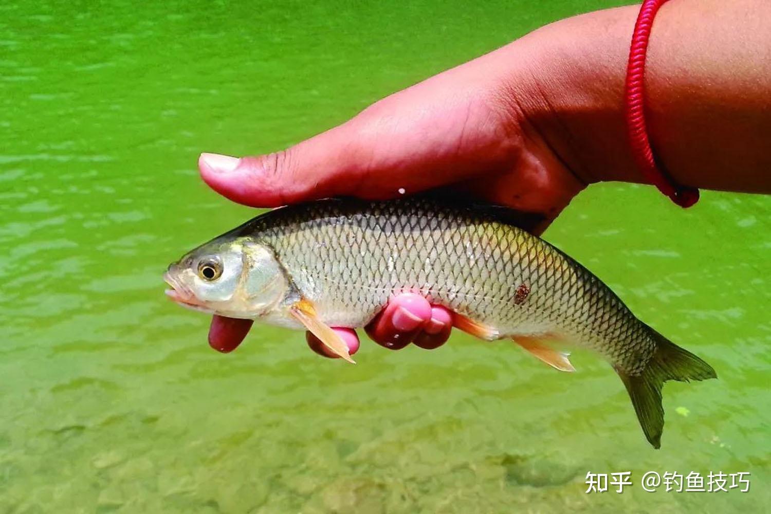 这种鱼俗称“水米子”，长江黄河里都有，现在受到严格保护