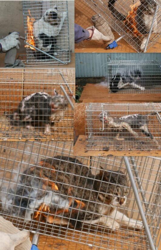 查看】请愿书中列出了他对猫咪做过的残忍事情,包括浇开水,活体火烧
