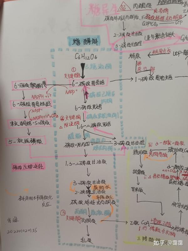 糖代谢流程图拿走 - 知乎