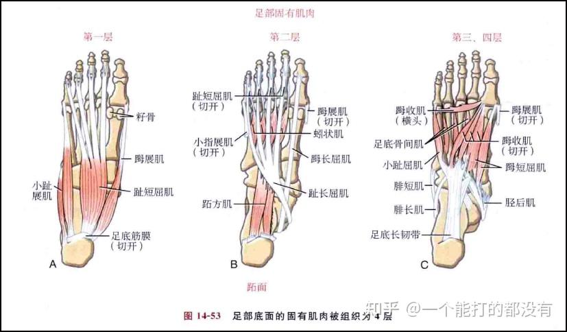 趾长屈肌腱在哪里图片