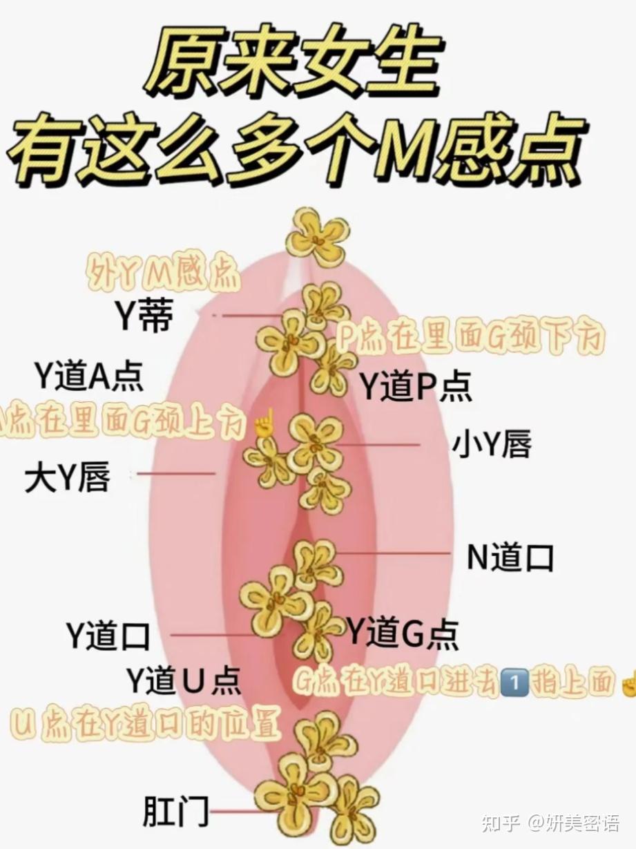 其中,阴蒂是一个极其敏感的性器官,在女性的性反应中起着至关重要的