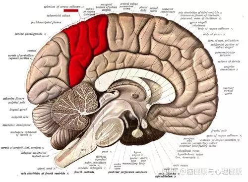 楔叶属于大脑哪个叶图片