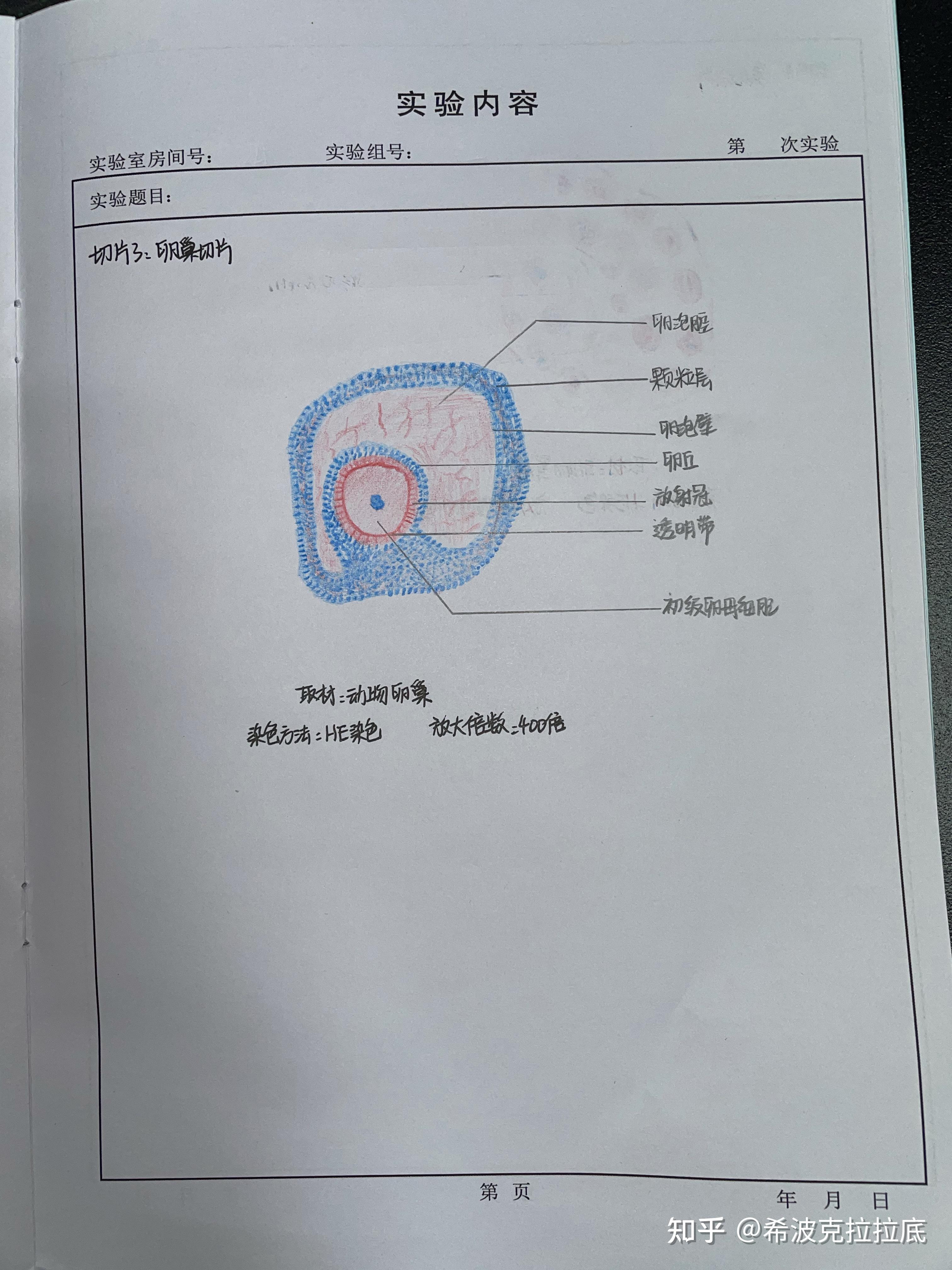 卵巢切片睾丸切片小脑皮质角膜视网膜内耳螺旋体