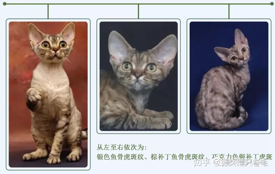 干货科普丨德文卷毛猫的毛色介绍