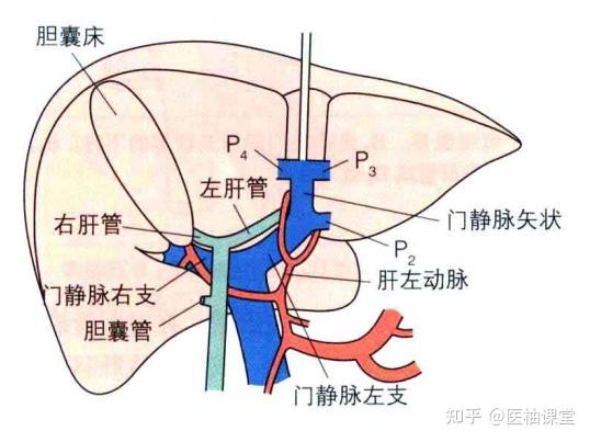 胆总管肝固有动脉图片